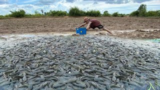 amazing fishing! catch a lot of fish in dry water at field catch by best hand a fisherman