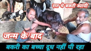 Janm Ke Baad Bakri Ka Baccha Dhudh Nahi Pi Raha Kya Karen |Vimalumrao