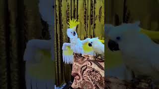 White Sulphur Cockatoo Playing With Stick 😍🤣 || Mini Zoo Vlogging || #shorts