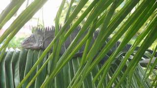 Tired iguana ... or not