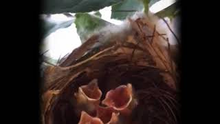 Newborn baby birds ep.2