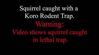 Squirrel Caught in Koro Rodent Trap