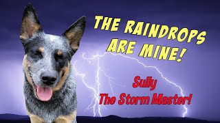 Sully The Storm Master