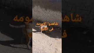 شاهدوا الامومه فى الكليه دى كم كلبه ترضع فى وقت واحد