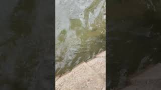 Estos Peces🐠estan muy felices😃