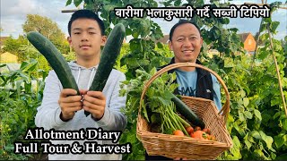 Gardening Vlog | बारीमा भलाकुसारी गर्दै सब्जी टिपियो | Allotment Tour & Harvest | Nepali Family UK