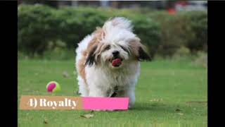 Top 10 Interesting facts about Shih Tzu