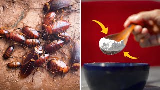 This Kitchen Hack Works Miracles To Get Rid Of Cockroaches Permanently