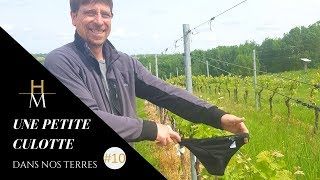 😱 On enterre une PETITE CULOTTE 😱 - Viticulture #10