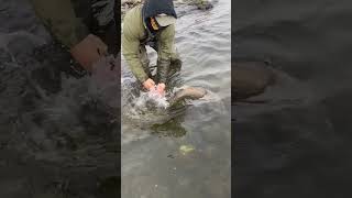 Catching an 18lb Cutthroat Trout ! #flyfishinglife #pyramidlake