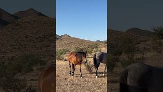 Wild Horses 🐎  #viral #equestrian #stallion #mustang #horsevideo #wildanimals