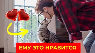 Покажите свою любовь к вашему коту с помощью этих 8 секретных советов!