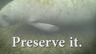 Preserve it. Manatees on the Weeki Wachee River.