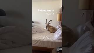 Незванный гость в           номере отеля!                                          #shorts#лето#