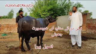 Neli Daryae Satlug ki khubsurat jhoti For Sale Okara Animal TV 03004576252 14/7/2024