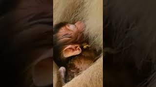 THE BEST MOMENT, Monkey Breastfeeding His Cubs