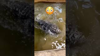 Why Does My Alligator Throw Temper Tantrums?!🤔🐊#shorts #alligator