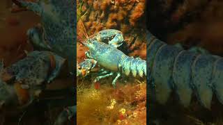 Fun Alert: WOW a blue lobster