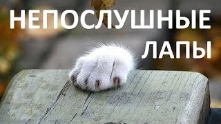 Кошки - "Ударь себя в лицо" или непослушные лапы. сборник