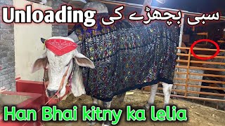 sibbi bull unloading