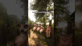 Воспоминания:) #топ #memer #memesvideo #memusicvideo #мем #юмор #cat #кот #прикол