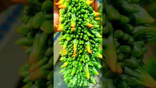 Bitter gourd harvesting #kakarkaya#bittergourd#harvesting#video#ytshorts #home#gardening#viral#short