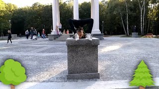 Autumnal walk in the park Zielona - cartwheel, split, chest stand, hand stand