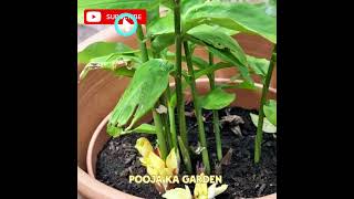 Adrak in Kitchengarden#music#gardening#adrak#foryou#viral#chatpooja#bts#kpop#shortsfeed#fyp#trending