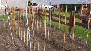 Serra per pomodori 28 aprile 24