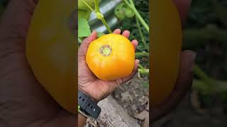 Dad's sunset tomato