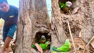 Many beautiful Parrots laying at a tree