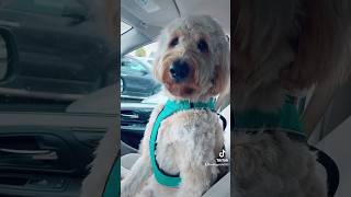 Me revolqué en la mierda 💩 fresca #2024 #dog #simba #chismes #videosvirales