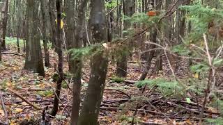 video hunting for forest dwellers, Michigan