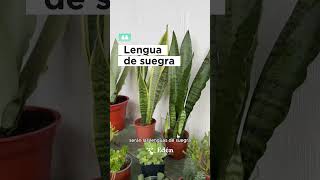 Plantas 🪴para ABSORBER EL CALOR 🥵 | Plantas que PURIFICAN el AIRE🌬️  #plantas #jardin