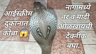 नाग व नागिण फरक ओळखायची टेक्नीक बघा .|Technich Of Identifying Different Of Male & Female In Cobra .