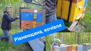 Рівненщина, колега вивозить бджіл на кочівлю за лісовим медом #бджільництво #кочівлябджіл #бджолярі