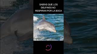 Sabías que los Delfines Duermen con un ojo Abierto