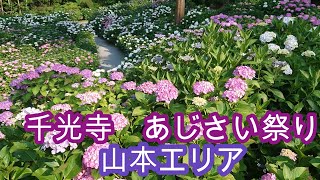 千光寺あじさい祭りpartⅡ　久留米市山本エリア　Senkoji Temple Hydrangea Festival