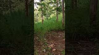 Tak sengaja temukan Gubuk tengah hutan #ambience #nature