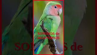 SONIDOS de AGAPORNIS (Versión Shorts) 🐦🎶🔊