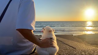 愛犬と一泊二日の2人旅をしたら一生忘れられない時間になりました