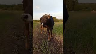 Джерсейка Ириска #животные #деревня #белгород #animals #белгородскаяобласть #cow #корова #farming