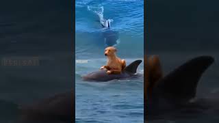 "Dog Rescue Mission: A Thrilling Escape from a Chasing Orca!"#adventure #orca #dog #shortsfeed