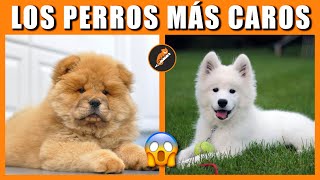 Los 10 Perros Más Caros del Mundo • PERROS MILLONARIOS