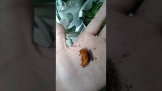 Beetle pupa