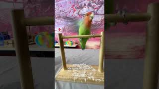 Este Lorito Atleta Roba Miradas con su Circuito de Ejercicios!🦜💪✨