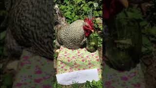 The very realistic duck song! *Repost* #Shorts #Realistic #Cute #Funny #ducks #chickens #rooster