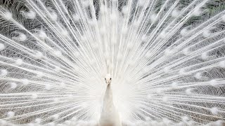 WHITE PEACOCK🦚, PEACOCK OPENING FEATHERS | 👍ANIMALS