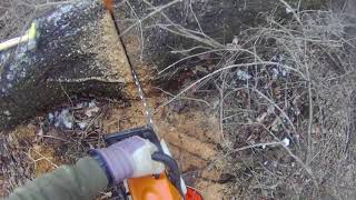 Stihl MS311 video: Cutting chunks off the burl tree