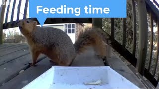 Feeding time!